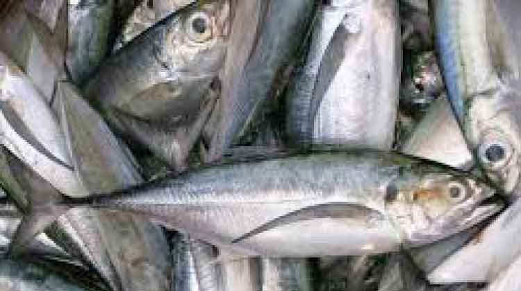 മാ​ലാ​ൻ മ​ത്സ്യം നേ​ര​ത്തേ വി​പ​ണി​യി​ലെ​ത്തി