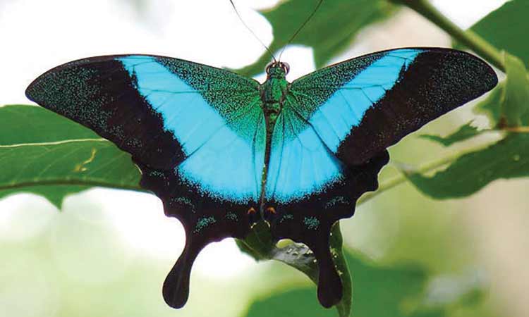 സംസ്ഥാന ശലഭമായി ‘ബുദ്ധമയൂരി’