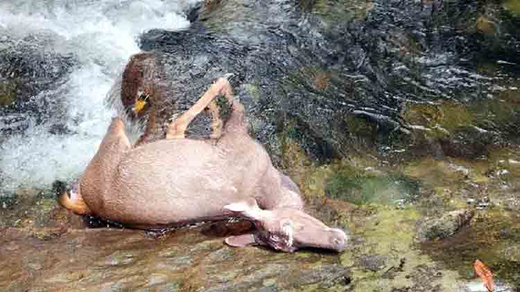 മലമാനെ ചെന്നായ്ക്കള്‍ കടിച്ചുകൊന്നു