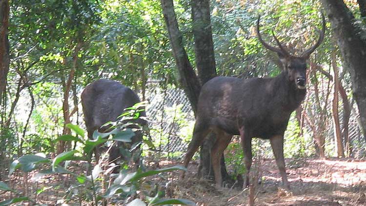 മലാനെ രക്ഷിക്കാനുള്ള ശ്രമത്തിൽ സ്​കൂട്ടർ മറിഞ്ഞ് ചികിത്സയിലായ യുവാവ് മരിച്ചു