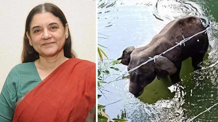 manekha-and-elephent