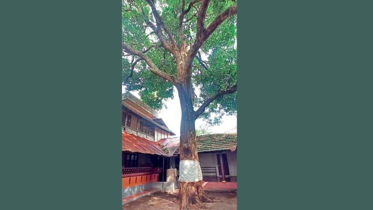 അ​ന്ന് ന​ട്ട ‘മ​ല​പ്പു​റം മാ​വ്’ മ​ധു​ര​മൂ​റും