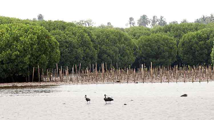 mangrove-9520.jpg