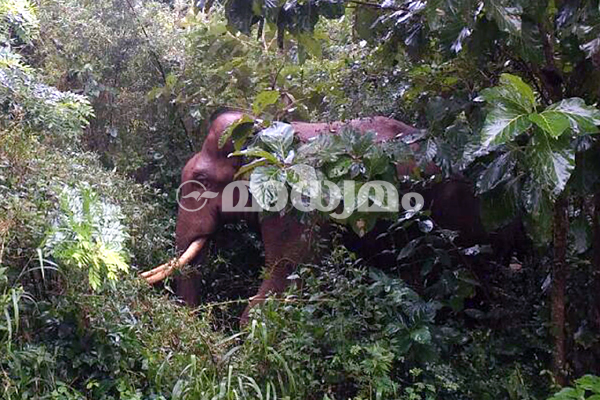 ദേശീയ^സംസ്ഥാന പാതകളിലൂടെ  കാട്ടാന സവാരി; ജനം മുൾമുനയിൽ 