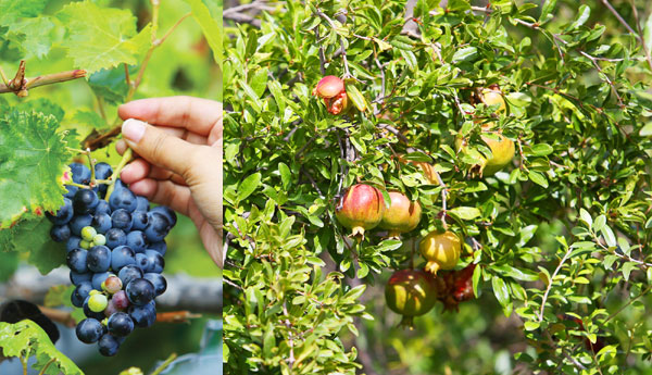 മുന്തിരി, മാതള തോട്ടങ്ങളാല്‍  നിറഞ്ഞ് ജബല്‍ അക്തര്‍