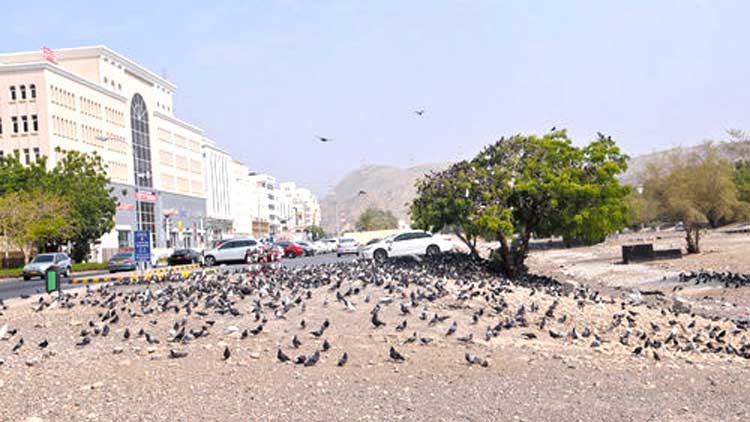 റൂ​വി എം.​ബി.​ഡി മേ​ഖ​ല​യി​ൽ  വി​നോ​ദ സൗ​ക​ര്യ​ങ്ങ​ൾ പ​രി​ഗ​ണ​ന​യി​ൽ