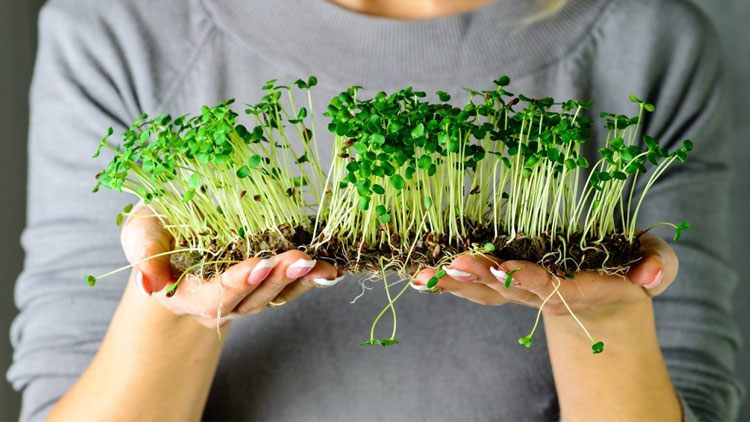 ലോക്ഡൗൺ കാലത്ത് മൈക്രോഗ്രീൻസ് കൃഷി ചെയ്യൂ, കഴിക്കൂ; പലതുണ്ട് കാര്യം