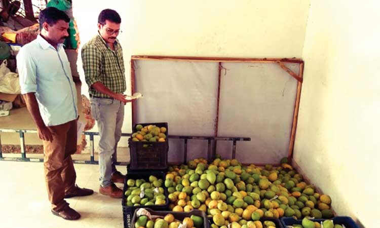 റമദാൻ വിപണിയിൽ കാർബൈഡ് ചേർത്ത മാമ്പഴം വൻതോതിലെത്തുന്നു