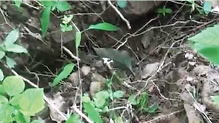 നെ​ന്മി​നി മ​ല​യി​ൽ വി​ള്ള​ൽ,  ജ​നം ഭീ​തി​യി​ൽ