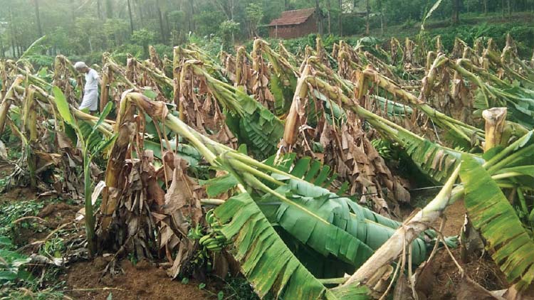 പാ​ണ്ടി​ക്കാ​ട്ട്​ കാ​റ്റി​ലും മ​ഴ​യി​ലും വ്യാ​പ​ക നാ​ശം