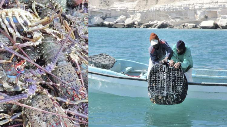 ഒ​മാ​നി​ൽ കൊ​ഞ്ച്​ സീ​സ​ണ്​ തു​ട​ക്കം