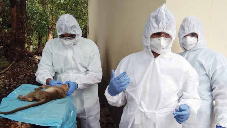 കു​ര​ങ്ങി​നെ ച​ത്ത നി​ല​യി​ൽ ക​ണ്ടെ​ത്തി