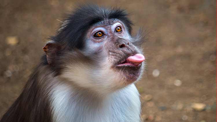 എ.ടി.എം കവർച്ച ശ്രമം നടത്തിയ പ്രതിയെ കണ്ടപ്പോൾ ഞെട്ടി പൊലീസ്​