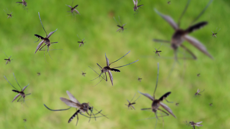 ഒരുമാസം തരൂ, കൊതുകിനെ തുരത്താമെന്ന്​   കോർപറേഷൻ