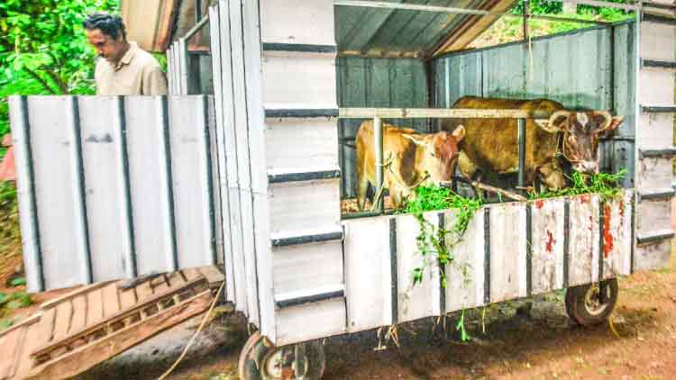 സജിയുടെ പുരയിടത്തിൽ​ ‘ഓടിക്കളിച്ച്​’ പശുവും തൊഴുത്തും​