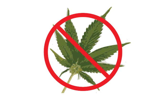 കഞ്ചാ​വിൽ മയങ്ങി യുവത്വം