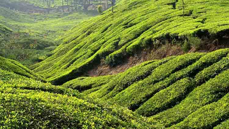 മൂന്നാറിൽ ഭൂമി കൈയേറ്റത്തിന് ഒത്താശ; നാല് റവന്യൂ ഉദ്യോഗസ്ഥർക്ക് സസ്പെൻഷൻ മൂന്നാറിൽ ഭൂമി കൈയേറ്റത്തിന് ഒത്താശ; നാല് റവന്യൂ ഉദ്യോഗസ്ഥർക്ക് സസ്പെൻഷൻ