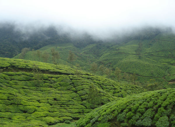ആനുകൂല്യങ്ങള്‍ സര്‍ക്കാര്‍ ഏറ്റെടുത്താല്‍ വേതനം വര്‍ധിപ്പിക്കാം -തോട്ടമുടമകള്‍
