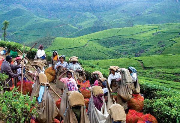 മൂന്നാര്‍ തോട്ടം  മേഖല സ്തംഭനത്തിലേക്ക്്