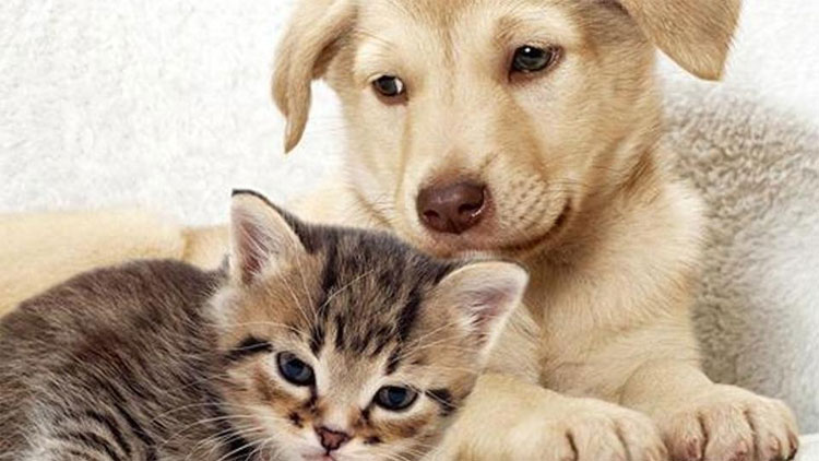 മൃ​ഗ​ങ്ങ​ളി​ല്‍നി​ന്ന് മ​നു​ഷ്യ​നി​ലേ​ക്ക് പ​ട​രു​ന്ന  രോ​ഗ​മു​ണ്ടെ​ന്ന പ്ര​ചാ​ര​ണം അ​ടി​സ്ഥാ​ന​ര​ഹി​തം