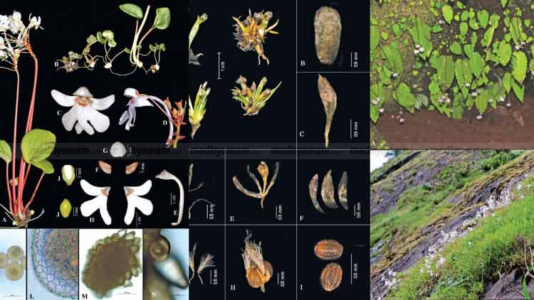 new-plants--calicut-university