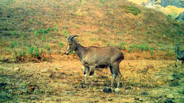 പ​റ​മ്പി​ക്കു​ള​ത്തും നെ​ന്മാ​റ, നെ​ല്ലി​യാ​മ്പ​തി മേ​ഖ​ല​യി​ലും വ​ര​യാ​ടു​ക​ളു​ടെ സാ​ന്നി​ധ്യം ക​ണ്ടെ​ത്തി