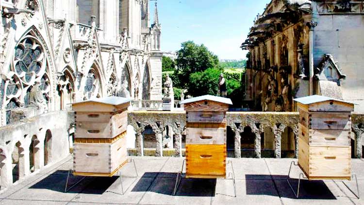 notre-dame-bees