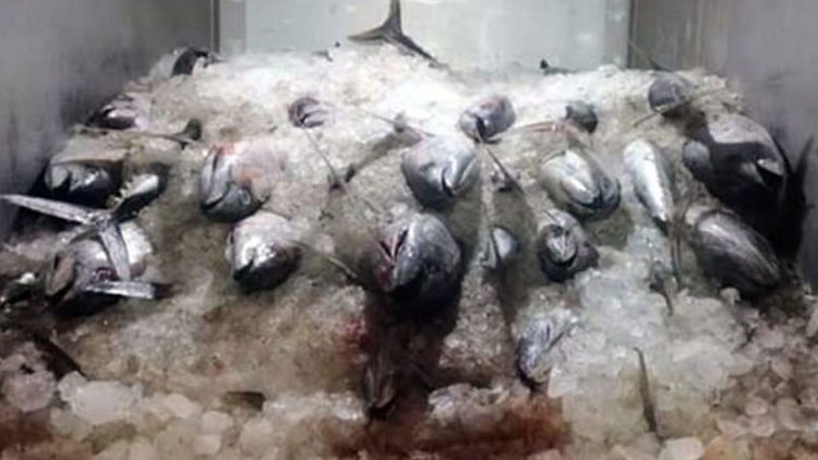 പരിശോധന നിലച്ചു; പഴകിയ മത്സ്യവിൽപന തകൃതി