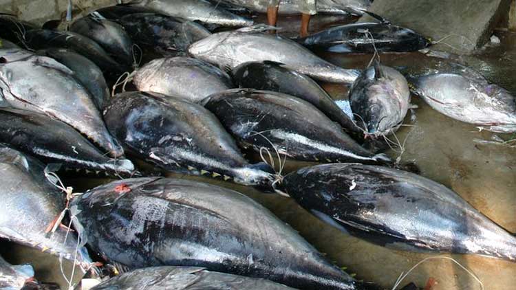 കാ​ലാ​വ​ധി ക​ഴി​ഞ്ഞ മ​ത്സ്യ വി​ൽ​പ​ന: 10,000 റി​യാ​ൽ പി​ഴ