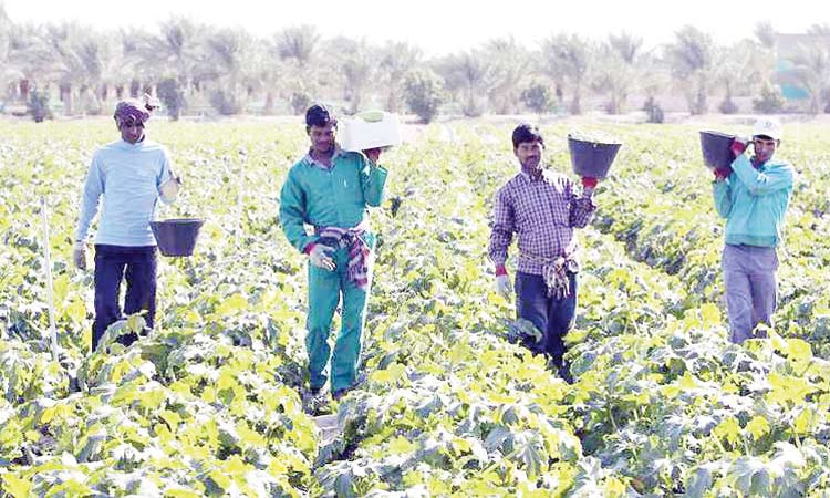 ജോ​ലി​ക്കാ​രി​ല്ല: പ​ച്ച​ക്ക​റി ഉ​ൽ​പാ​ദ​നം കു​റ​ഞ്ഞു