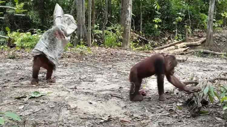 തല്ലുകൂടുന്നതോ തമാശ ഒപ്പിക്കുന്നതോ; വൈറലായി ഒറാങ് ഉട്ടാനുകളുടെ ‘പ്രാങ്ക് വിഡിയോ’