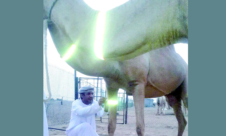 ഒട്ടകങ്ങൾക്ക്​ തിളങ്ങുന്ന സ്​ട്രാപ്​ ഘടിപ്പിച്ചു