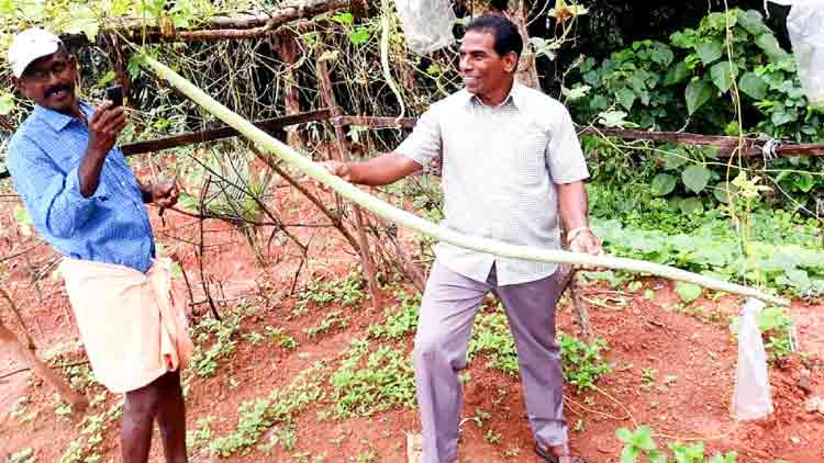 ലോ​ക്ഡൗ​ണി​ൽ വൈ​ദി​ക​ർ വി​ത്തി​റ​ക്കി; വി‍ള​വെ​ടു​ത്ത​ത് ആ​റ​ടി നീ​ള​മുള്ള പ​ട​വ​ലങ്ങ