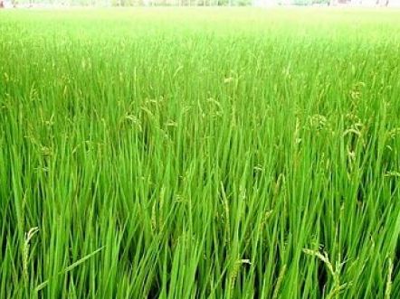 കൃഷിഭവനുകളില്‍ മിക്കയിടത്തും ഓഫിസര്‍മാരില്ല; പദ്ധതികള്‍ അവതാളത്തില്‍