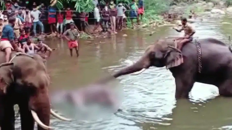 പടക്കം നിറച്ച പഴം ആന അബദ്ധത്തിൽ കഴിച്ചതാവാമെന്ന് പരിസ്ഥിതി മന്ത്രാലയം