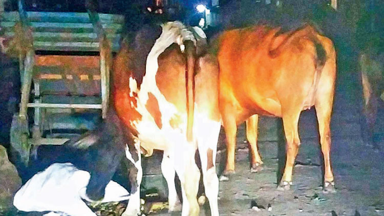 പാലക്കാട്​ നഗരം രാ​ത്രി​യി​ൽ കൈയടക്കി ക​ന്നു​കാ​ലി​ക​ളും തെ​രു​വു​നാ​യ്​​ക്ക​ളും