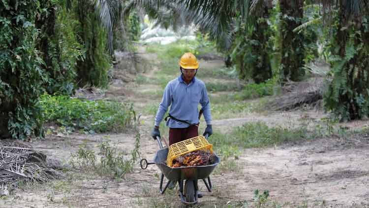 മലേഷ്യൻ പാമോയിലിൽ വഴുതിക്കളിച്ച്​ ഇന്ത്യ