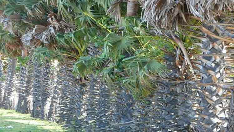 കൊമ്പന്മാരെ തടയും, കാശും കിട്ടും; കരിമ്പന വേലിയുമായി വനംവകുപ്പ് 