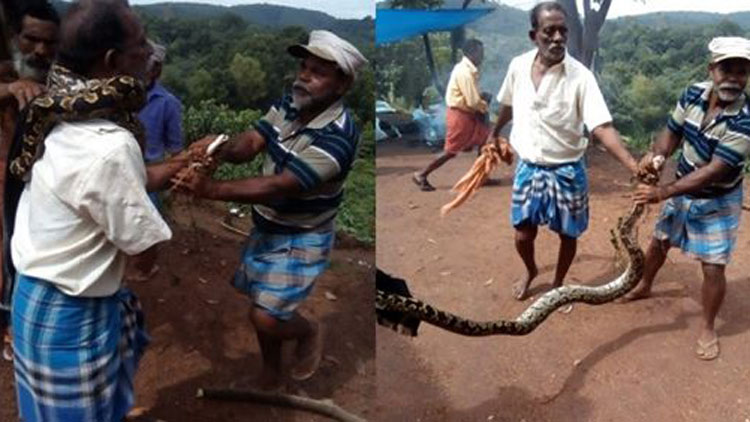 തൊഴിലുറപ്പ് തൊഴിലാളിയുടെ കഴുത്തിൽ പെരുമ്പാമ്പ് ചുറ്റി- VIDEO