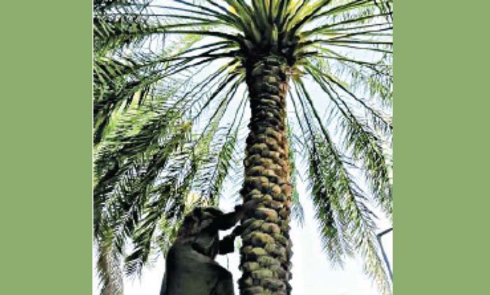 കൃഷിപ്പണിക്ക്​ ആളില്ല;  സൗദി യുവാക്കൾ കളത്തിലിറങ്ങി