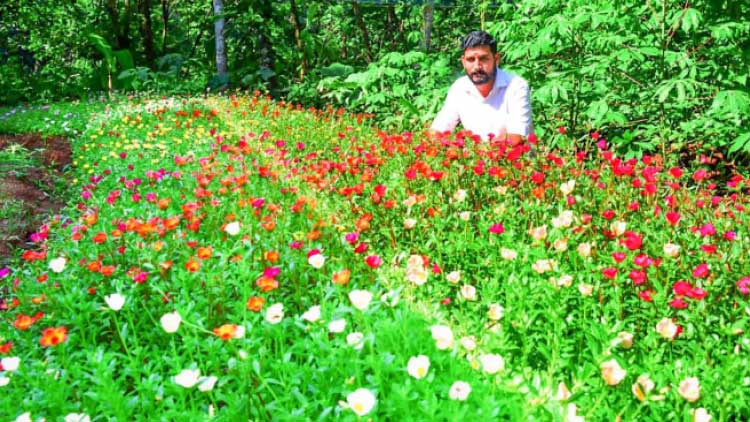 പത്തുമണി പൂവ് വിരിഞ്ഞാല്‍ വിവേകി​െൻറ കീശനിറയും