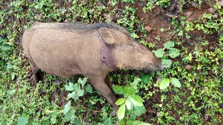 കാട്ടുപന്നിയെ വനം വകുപ്പ് വെടിവെച്ചു കൊന്നു കാട്ടുപന്നിയെ വനം വകുപ്പ് വെടിവെച്ചു കൊന്നു