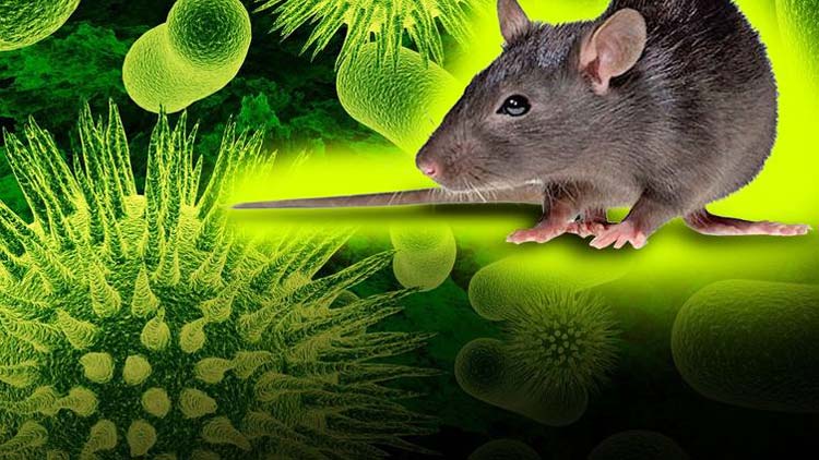 പുതുതല്ല ഹാൻറ വൈറസ്; ആശങ്കപ്പെടാനില്ലെന്ന് ആരോഗ്യ വിദഗ്​ധർ