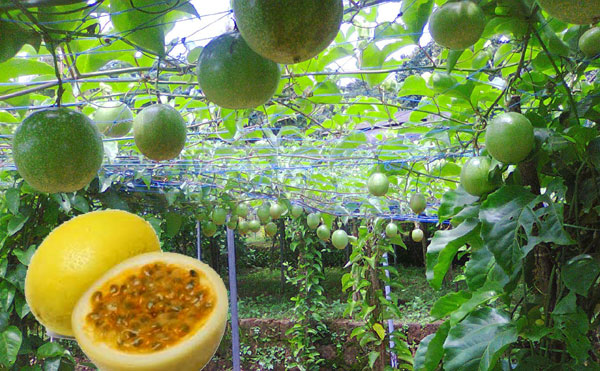 പാഷന്‍ ഫ്രൂട്ടിനെ പണമാക്കാന്‍ പ്ളാന്‍േറഷന്‍ കോര്‍പറേഷന്‍