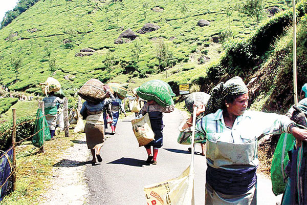 പെമ്പിളൈയെ ഒതുക്കുന്നതില്‍ ട്രേഡ് യൂനിയനുകള്‍ വിജയിച്ചു; തൊഴിലാളികള്‍ക്ക് ശമ്പളം കുമ്പിളില്‍തന്നെ