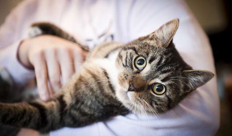 അരുമയാണേലും അകലമാവാം