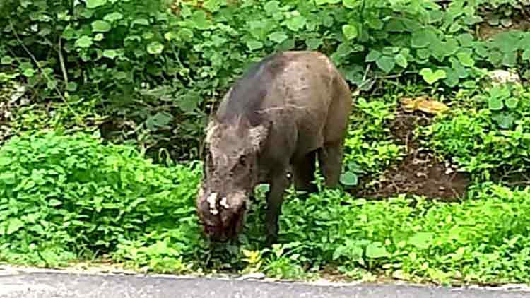 കാട്ടുപന്നിയുടെ ആക്രമണത്തിൽ വയോധികക്ക്​ പരിക്ക്