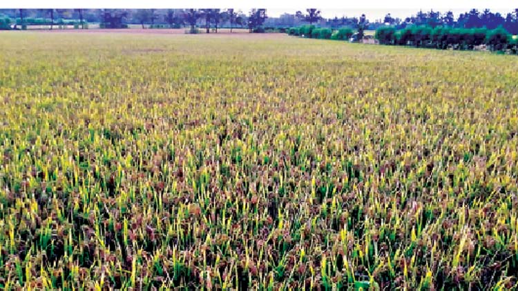 താ​ളം​തെ​റ്റി സ​​െെ​പ്ല​കോ​  നെ​ല്ലു​സം​ഭ​ര​ണം