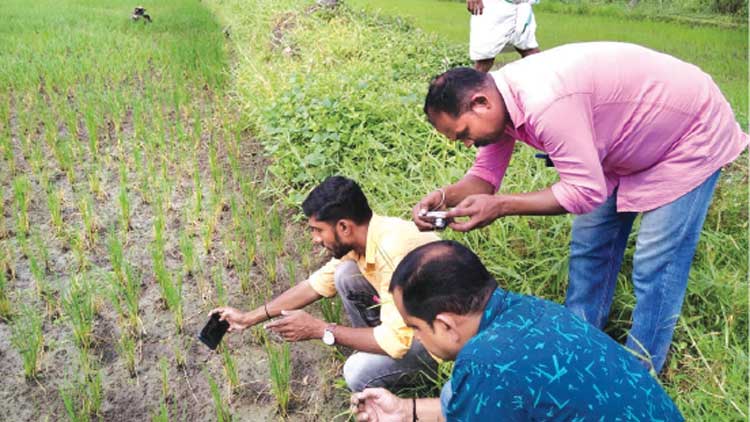 ഓ​ല​ക​രി​ച്ചി​ൽ പ​ട​രുന്നു നെ​ഞ്ചു​പി​ട​ഞ്ഞ്​ നെൽക​ർ​ഷ​ക​ർ
