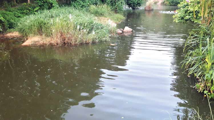 വേ​ങ്ങ​ശ്ശേ​രി-​മു​ള​ഞ്ഞൂ​ർ  തോ​ട്ടി​ൽ വെ​ള്ള​മെ​ത്തി